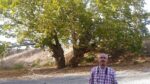 7 ASIRLIK ANIT AĞAÇTA ÇEVRE DÜZENLEMESİ VE KİTABE DE TAMAM