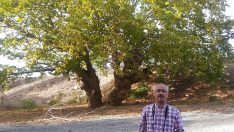 7 ASIRLIK ANIT AĞAÇTA ÇEVRE DÜZENLEMESİ VE KİTABE DE TAMAM