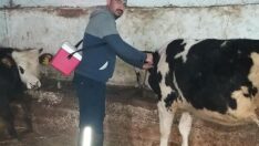 Şap aşılamaları sürüyor