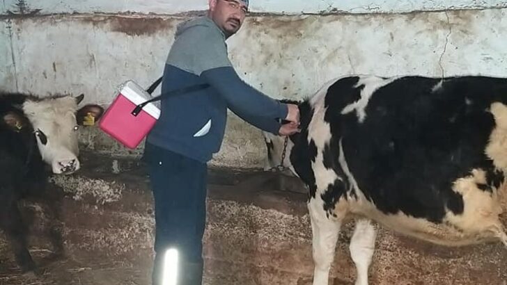 Şap aşılamaları sürüyor