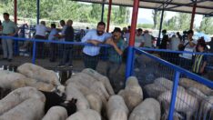 Kurban pazarı panayır alanında