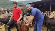 İlçe Tarımdan aşılamaya devam