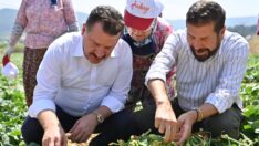 Kornişon Salatalık binlerce aileye ekmek kapısı oldu