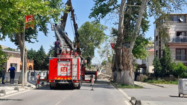 Caddedeki Ağaçlar Budandı