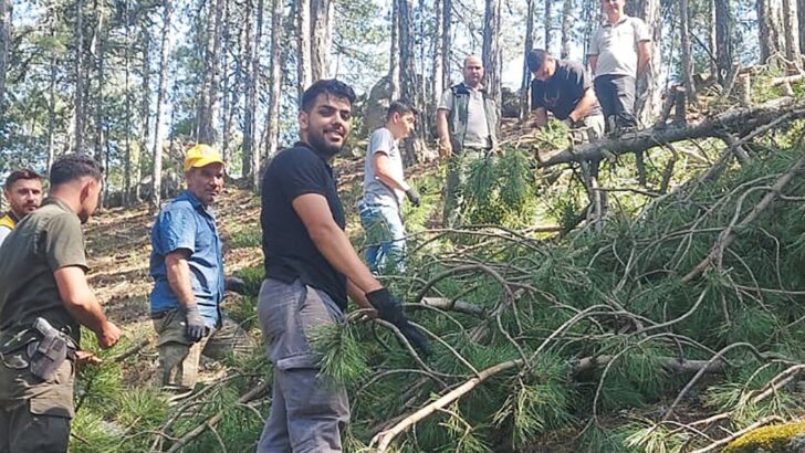 Karaçam’da Bol Tohum Yılı