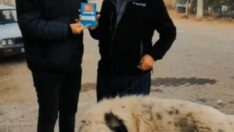 Can Dost Kimliklendirme Çalışmaları